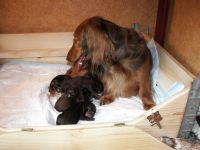 jamniki - rodzi si� nas coraz wi�cej